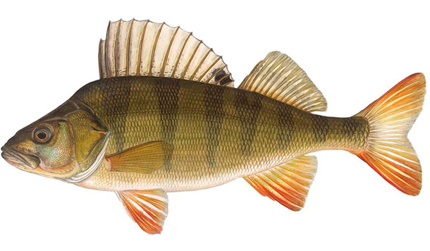Perch is Fish of the Year 2023