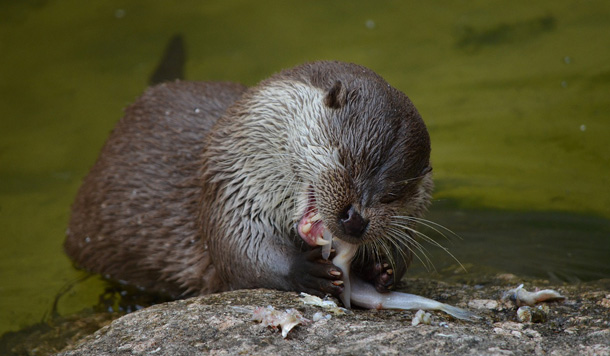 Otter released for shooting